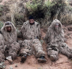 Mulas Disfrazados de Coyotes